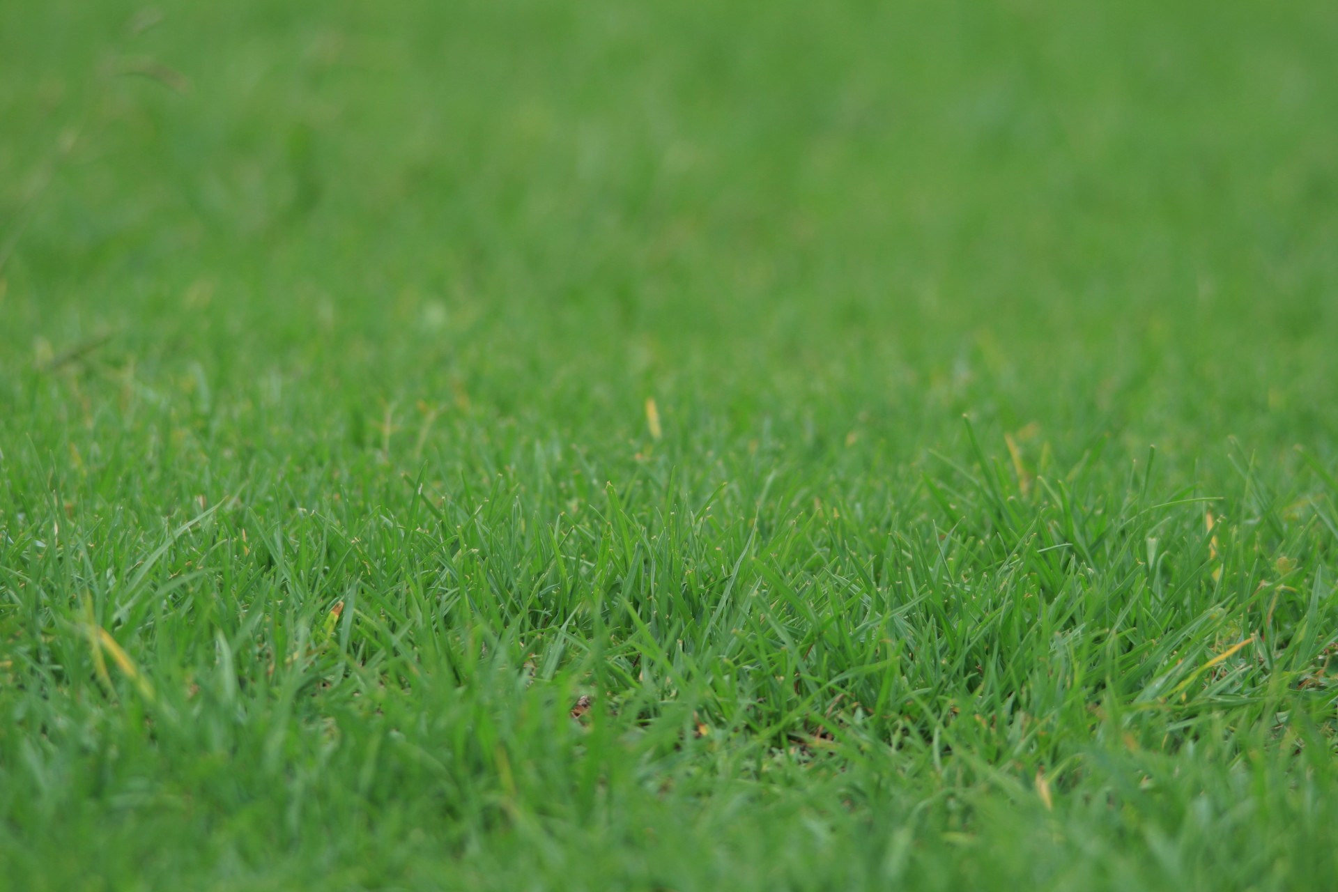 Beautiful maintained lawn in a northern Indianapolis neighborhood showcasing professional lawn care results